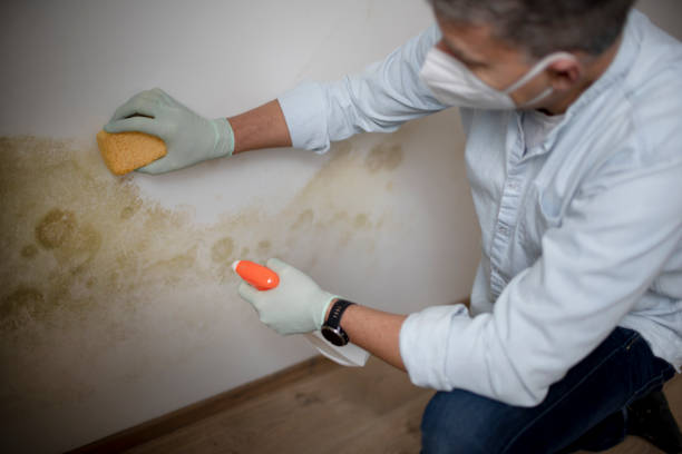Best Commercial Mold Remediation in Preston, MN