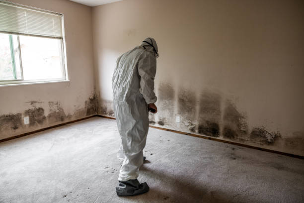 Professional Mold Remediation in Preston, MN