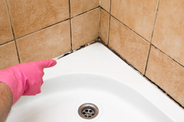 Best Crawl Space Mold Remediation in Preston, MN