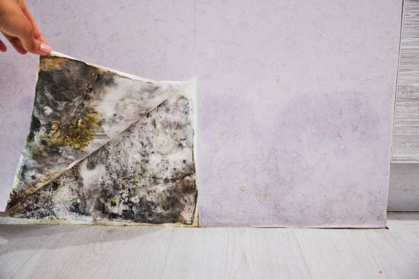 Best Industrial Mold Remediation in Preston, MN